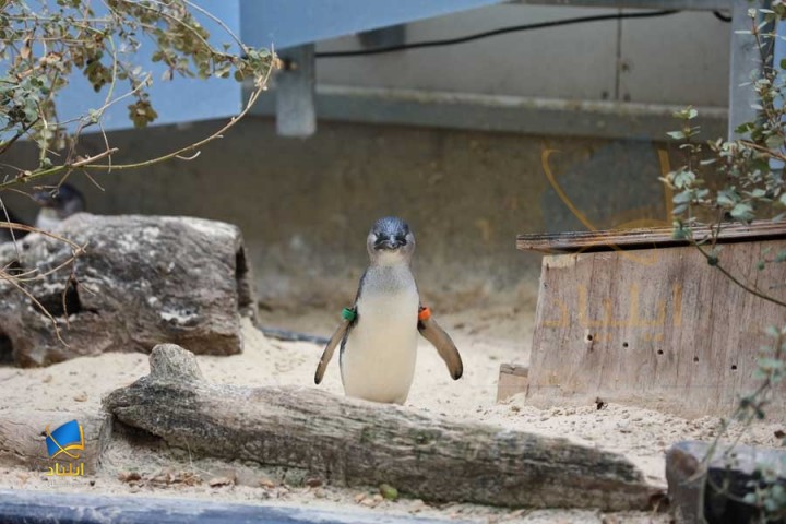 visit Melbourne Zoo
