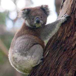 تفریح با حیوانات در استرالیا ۱